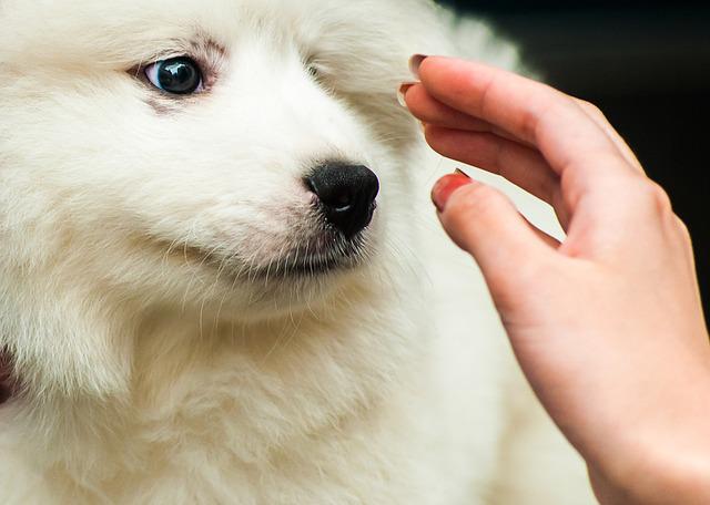 为什么宠物狗需要接种防疫针？