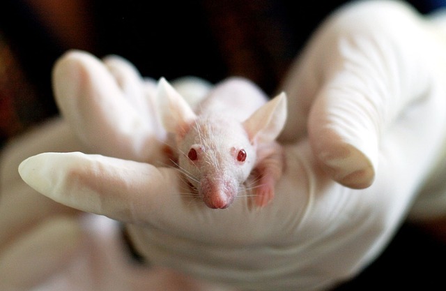 宠物鼠接种狂犬疫苗需要多少费用？