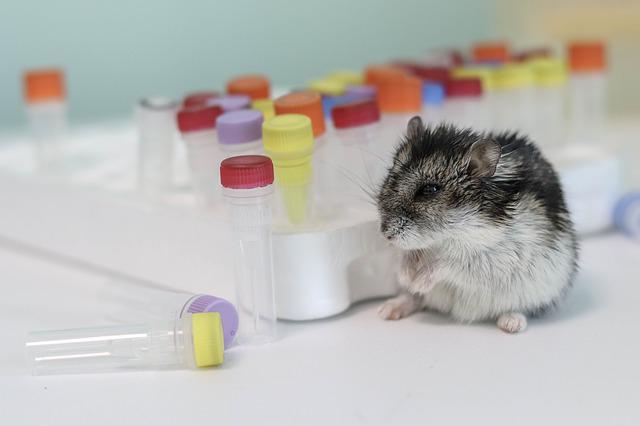 宠物鼠接种狂犬疫苗需要多少费用？