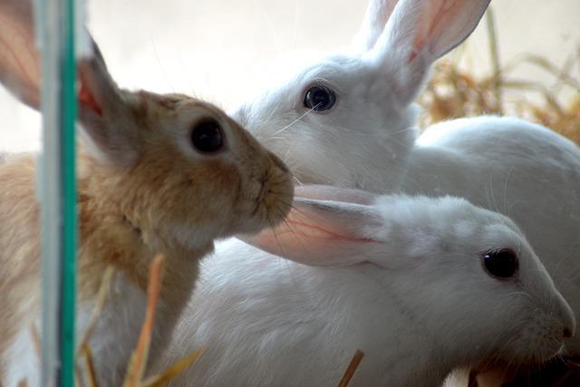 宠物兔接种疫苗需要注意什么？