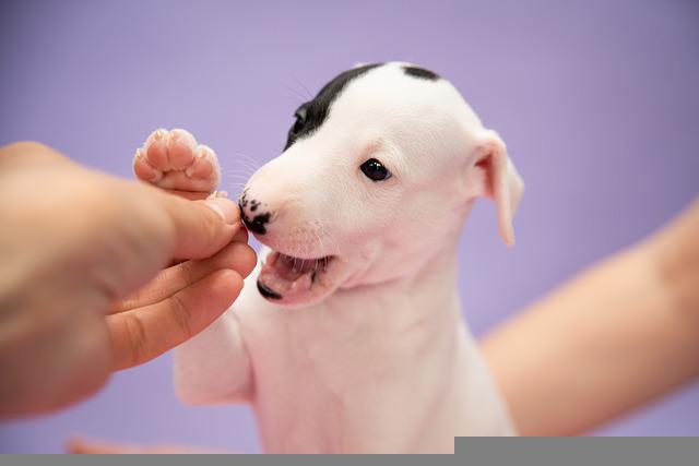 1. 犬瘟热疫苗
