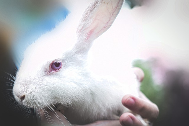 宠物兔也需要接种疫苗吗？看这个视频了解一下！
