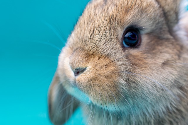 如何选择合适的宠物兔疫苗？